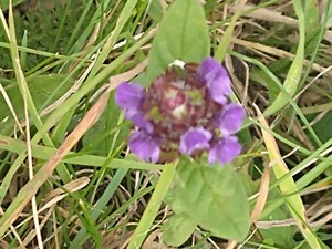 photo of Selfheal