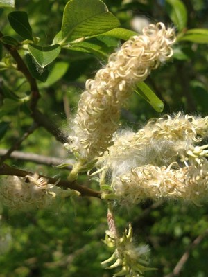 photo of Rusty Sallow