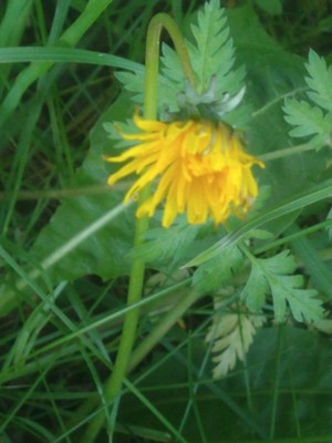 photo of Dandelion