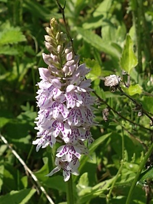 photo of Common Spotted Orchid