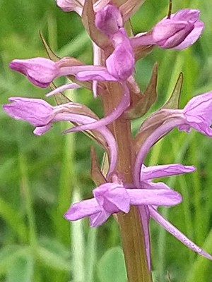 photo of Chalk Fragrant Orchid