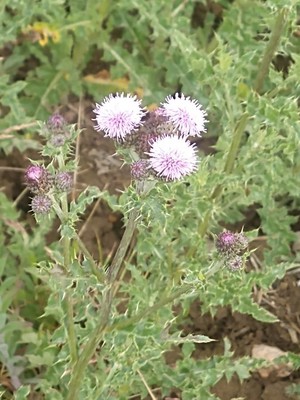 photo of Creeping Thistle