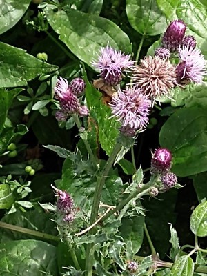 photo of Creeping Thistle
