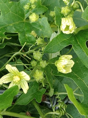 photo of White Bryony