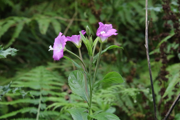 photo of Great Willowherb