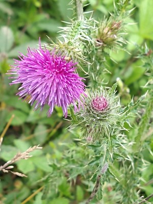 photo of Spear Thistle