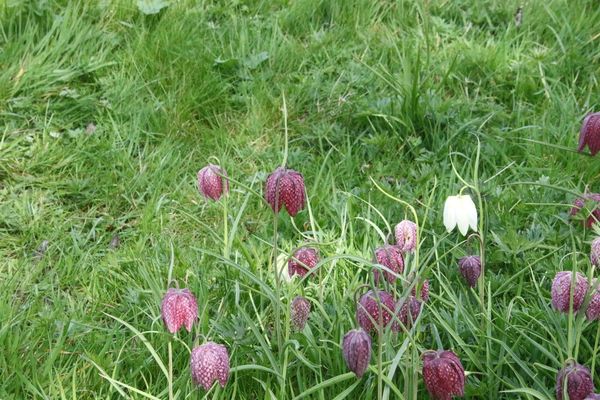 photo of Snake's Head Fritillary