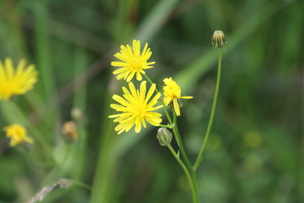 photo of Rough Hawk's Beard