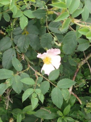 photo of Common Dog Rose