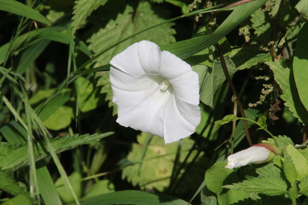 photo of Hedge Bindweed