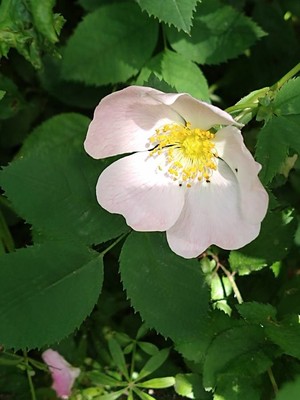 photo of Common Dog Rose