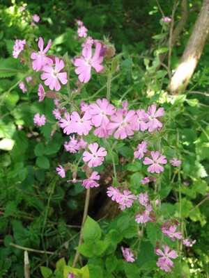 photo of Red Campion