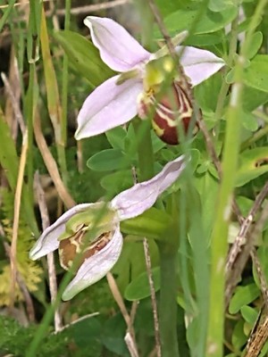 photo of Bee Orchid