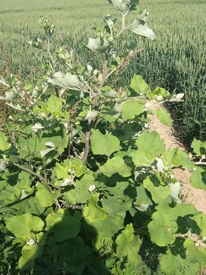 photo of Lesser Burdock