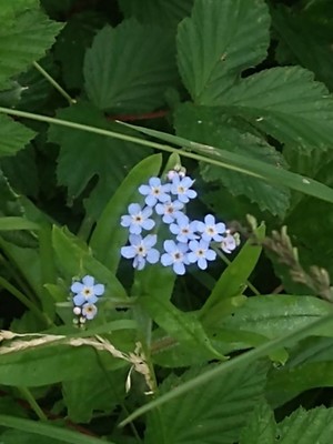 photo of Water Forget Me Not