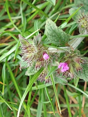 photo of Wild Basil