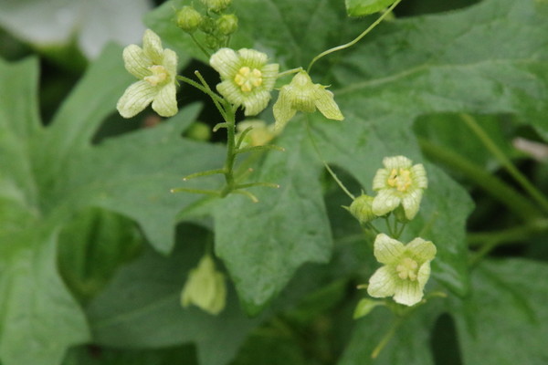 photo of White Bryony
