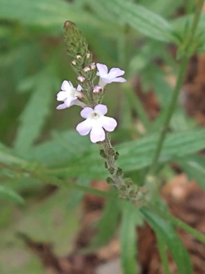 photo of Vervain