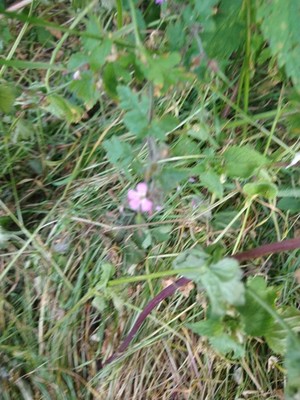 photo of Herb Robert