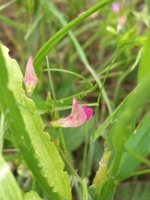 photo of Grass Vetchling