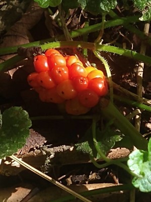 photo of Italian Arum