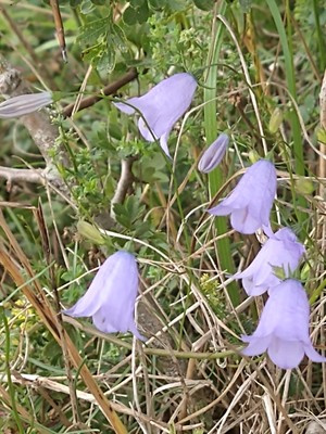 photo of Harebell