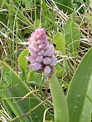 photo of Military Orchid