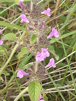 photo of Wild Basil