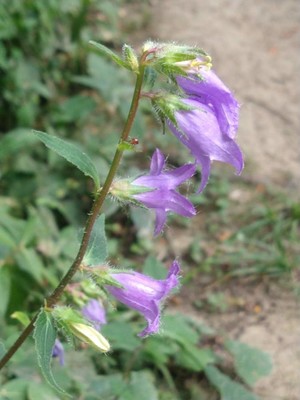 photo of Nettle Leaved Bellflower