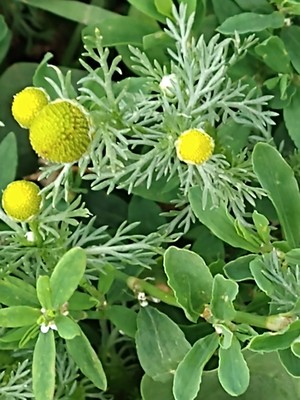 photo of Pineappleweed