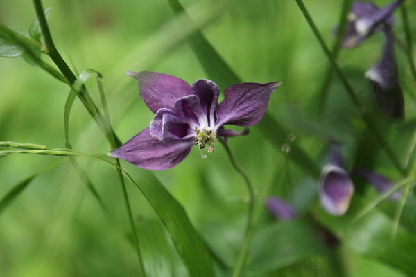 photo of Dark Columbine