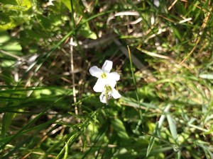 photo of Cuckoo Flower