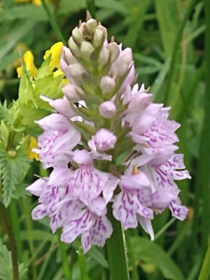 photo of Common Spotted Orchid