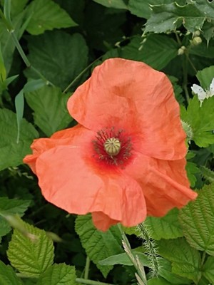 photo of Common Poppy