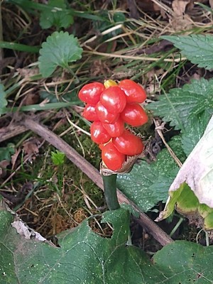 photo of Italian Arum