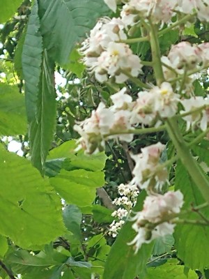 photo of Horse Chestnut