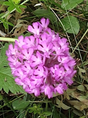 photo of Pyramidal Orchid