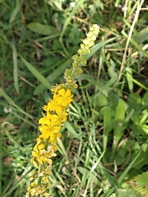 photo of Agrimony