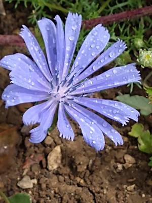 photo of Chicory