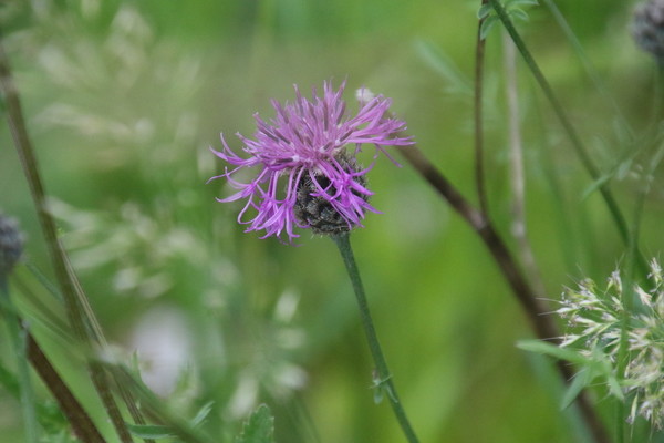 photo of Greater Knapweed