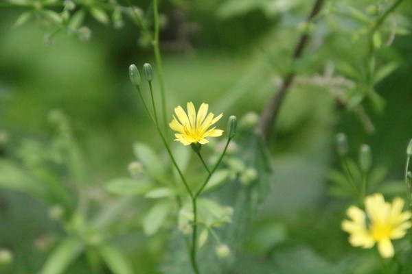 photo of Nipplewort