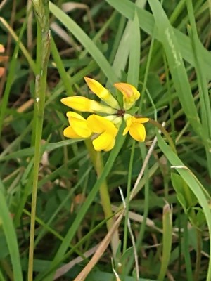 photo of Bird's Foot Trefoil