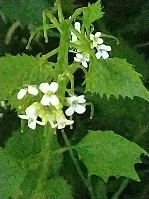 photo of Garlic Mustard