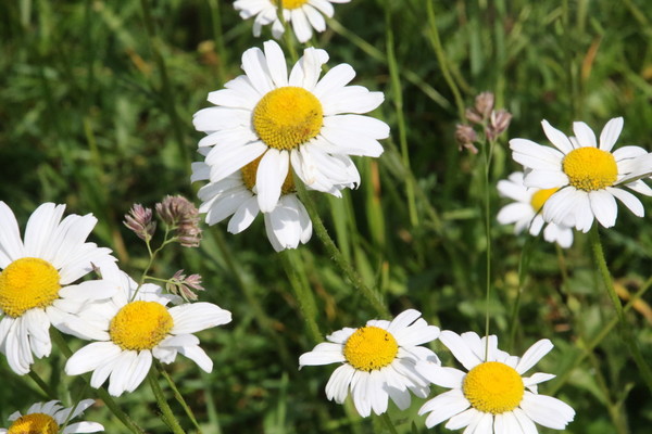 photo of Oxeye Daisy