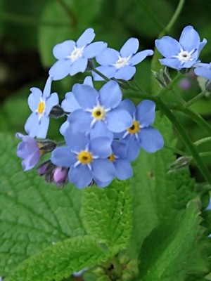 photo of Wood Forget Me Not