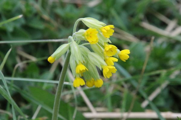 photo of Cowslip