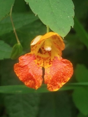 photo of Orange Balsam