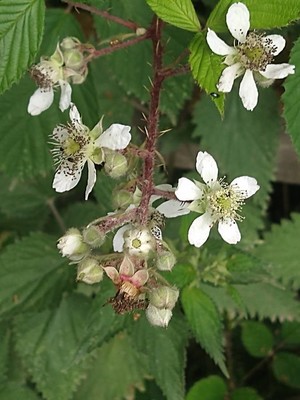 photo of Dewberry
