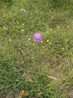 photo of Field Scabious