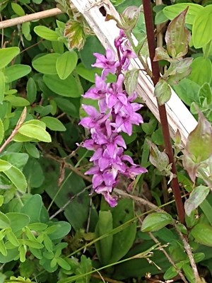 photo of Early Purple Orchid